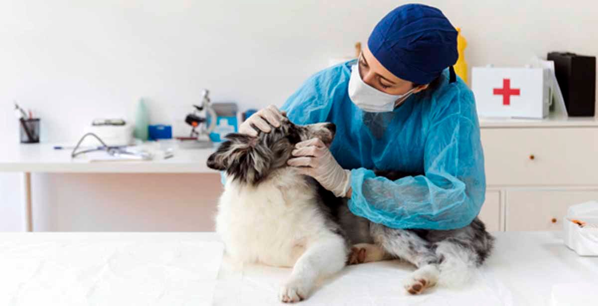 7 aplicaciones de veterinarios que debes instalar en tu móvil Android