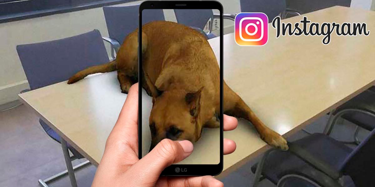 Como encontrar filtro perro acostado en Instagram