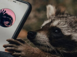 Cómo poner el mapache Pedro de fondo de pantalla en Android