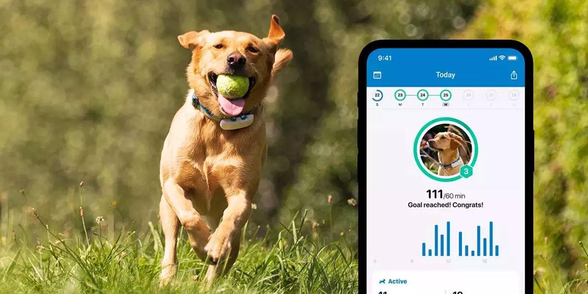 Los 7 mejores GPS para perros y gatos con app para Android