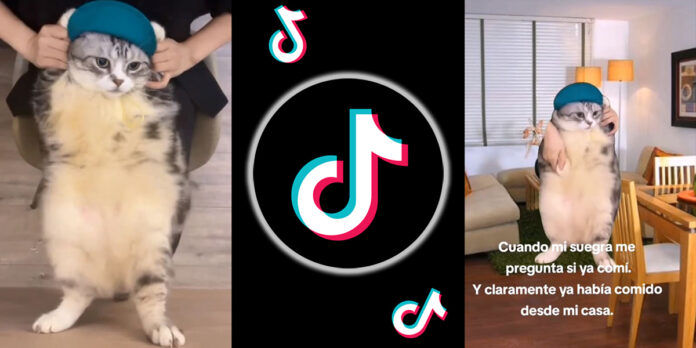 Meme del gato bailando viral en TikTok cuál es su origen