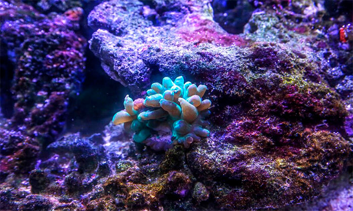 DOOGEE S50 foto submarina coral