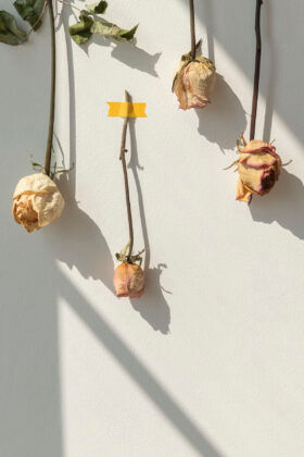 freepik Dried rose flowers taped on a White wall